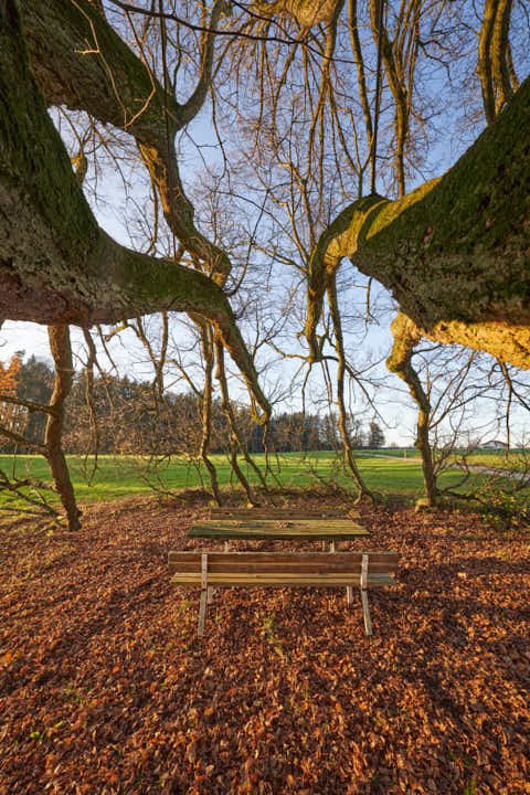 Gemeinde Wittibreut Landkreis Rottal-Inn Kriering Linde Herbst (Dirschl Johann) Deutschland PAN